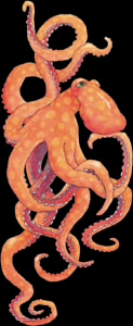 Octopus