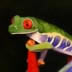 Rainforest Frog